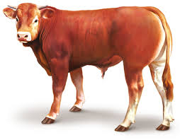 Boeuf